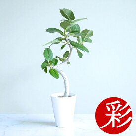 観葉植物 本物 螺旋樹形フィカスベンガレンシスセラアート鉢 5号鉢 インテリア 開店祝い 移転祝い アジアン おしゃれ 引越し祝い ブラック ホワイト セラート鉢 室内 オフィス ギフト プレゼント