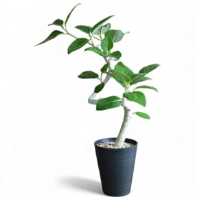 y1101:59܂Ń|Cg2{zϗtA { `tBJXxKVXZA[g 5 CeA JXj ړ]j AWA  zj ubN zCg Z[g 