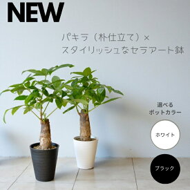 【18日限定ポイント3倍】観葉植物 本物 朴仕立てパキラセラアート鉢 5号鉢 インテリア 開店祝い 移転祝い アジアン おしゃれ 引越し祝い ブラック ホワイト セラート鉢 室内 オフィス ギフト プレゼント