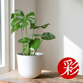 【残りわずか】観葉植物 本物 モンステラ 6号鉢 インテリア 開店祝い 移転祝い アジアン おしゃれ 引越し祝い 選べるポット室内 オフィス ギフト プレゼント　アイアンスタンド