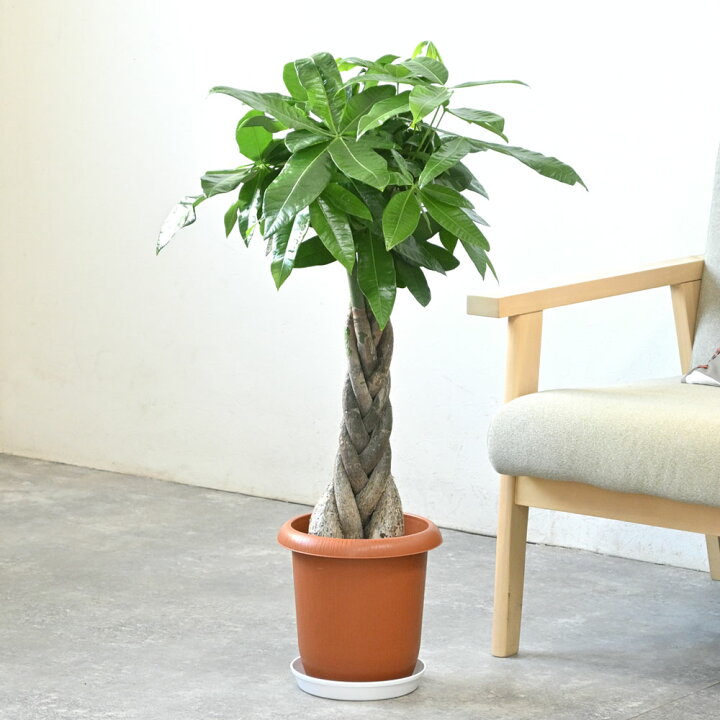楽天市場】パキラ 7号鉢 観葉植物 大型 本物 鉢カバーオプション 