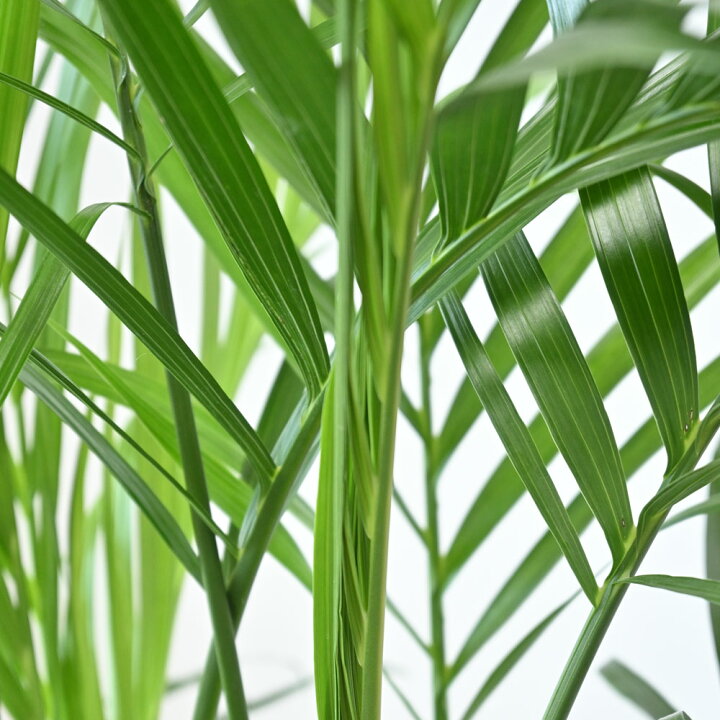 楽天市場】観葉植物 本物 メキシコ ケンチャヤシ 7号鉢 鉢カバー 
