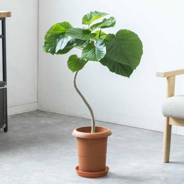 楽天市場】観葉植物 フィカス・ウンベラータ 曲がり樹形 7号鉢 鉢 