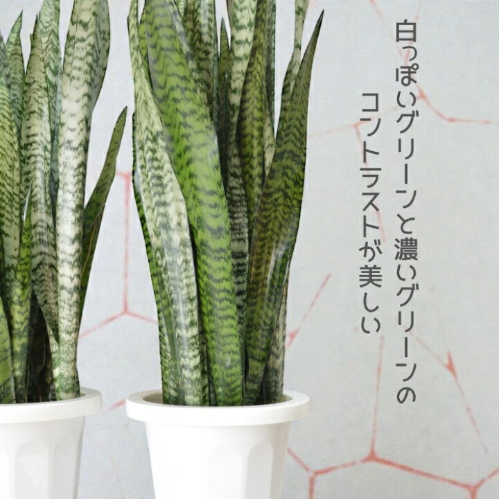 楽天市場】【18日まで最大1,000円引クーポン配布中】観葉植物 