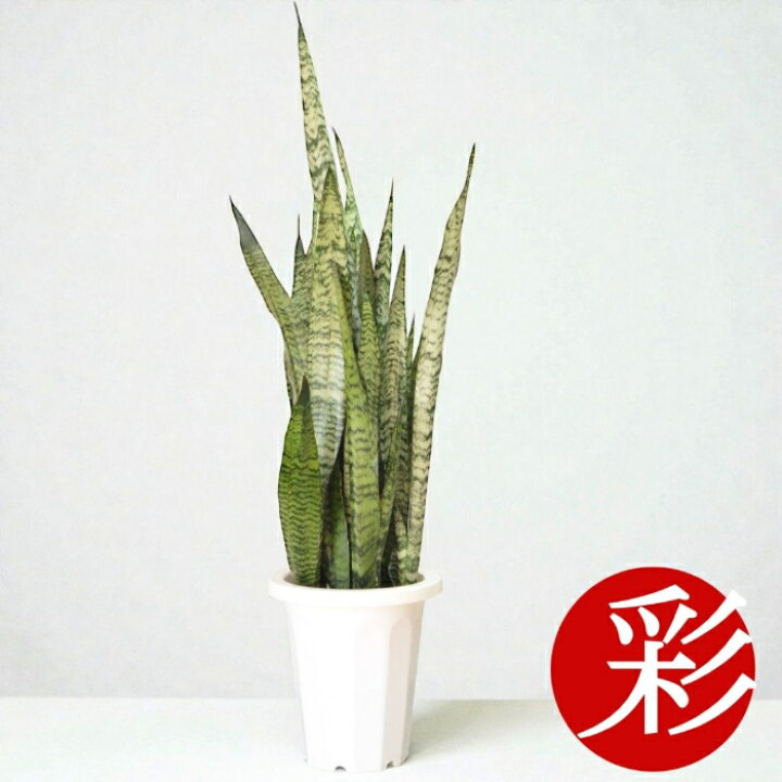 楽天市場】【18日まで最大1,000円引クーポン配布中】観葉植物 
