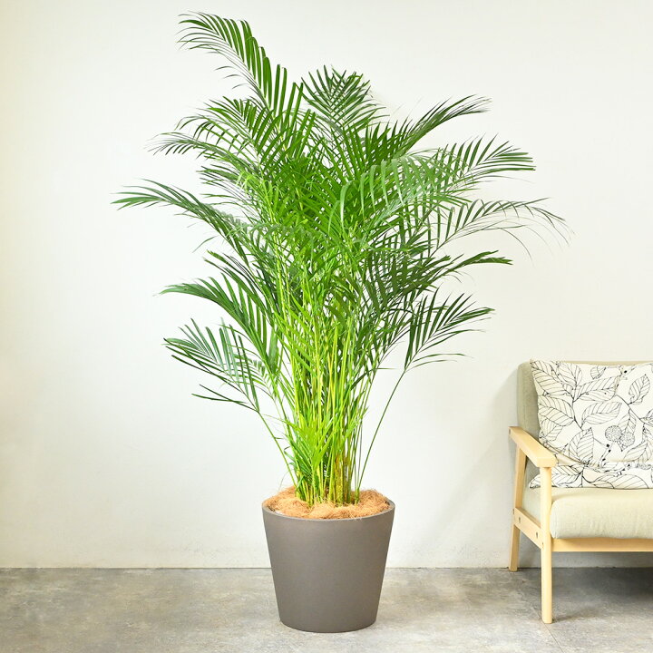楽天市場】アレカヤシ 観葉植物 ヤシの木 10号鉢 大型 ポリストーン鉢 