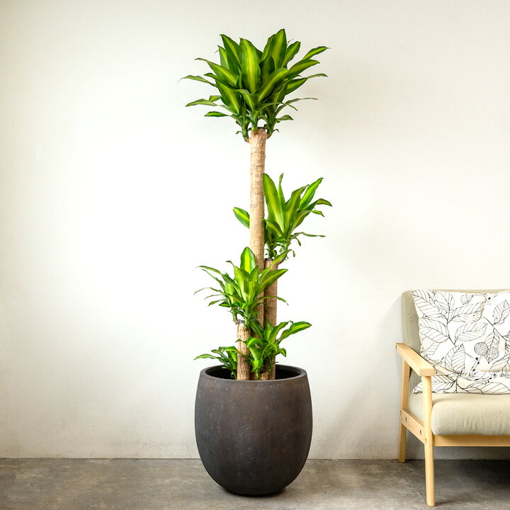 楽天市場】観葉植物 幸福の木 10号鉢 ファイバーストーン(陶器)鉢 