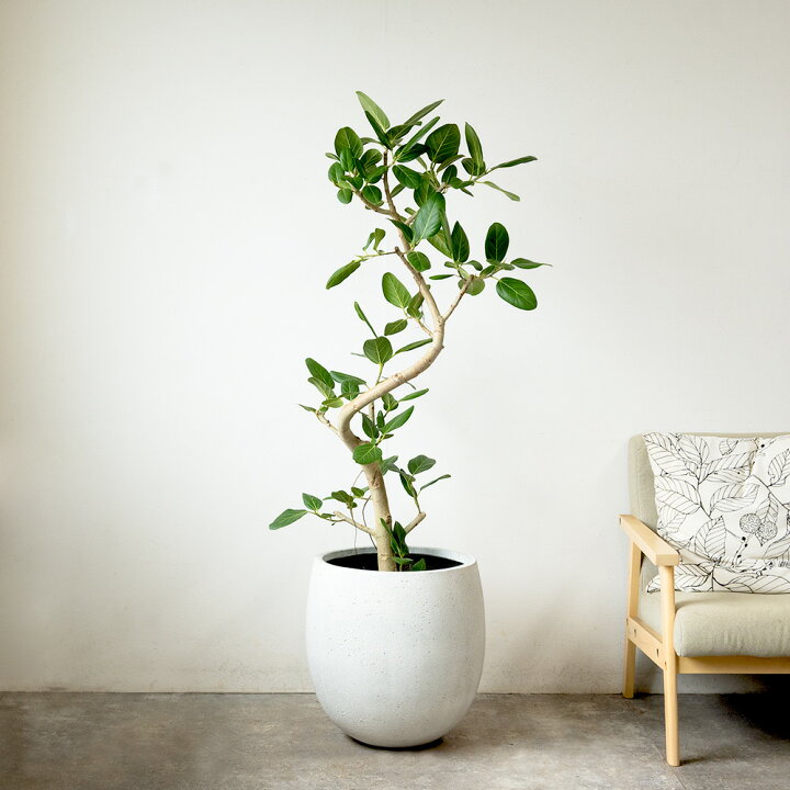 楽天市場】フィカス ベンガレンシス 観葉植物 大型 ベンガルボダイジュ 