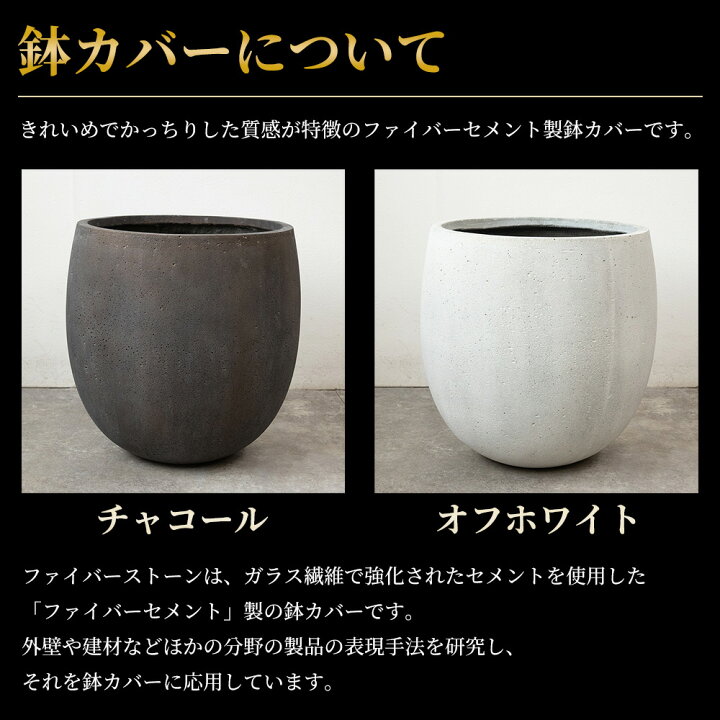 楽天市場】観葉植物 シュロチク 棕櫚竹 10号鉢 ファイバーストーン 