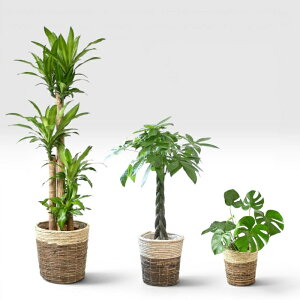観葉植物 10号 モンステラ」の人気商品一覧・価格比較 - 価格.com