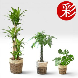 【送料無料】置くだけでプロ仕様！ 観葉植物 3種セット（10号・8号・6号） パキラ 幸福の木 モンステラ 鉢カバー付き [選べる鉢/インテリア/新築祝い/開店祝い/大型/中型/小型/おしゃれ/グリーントリオ］