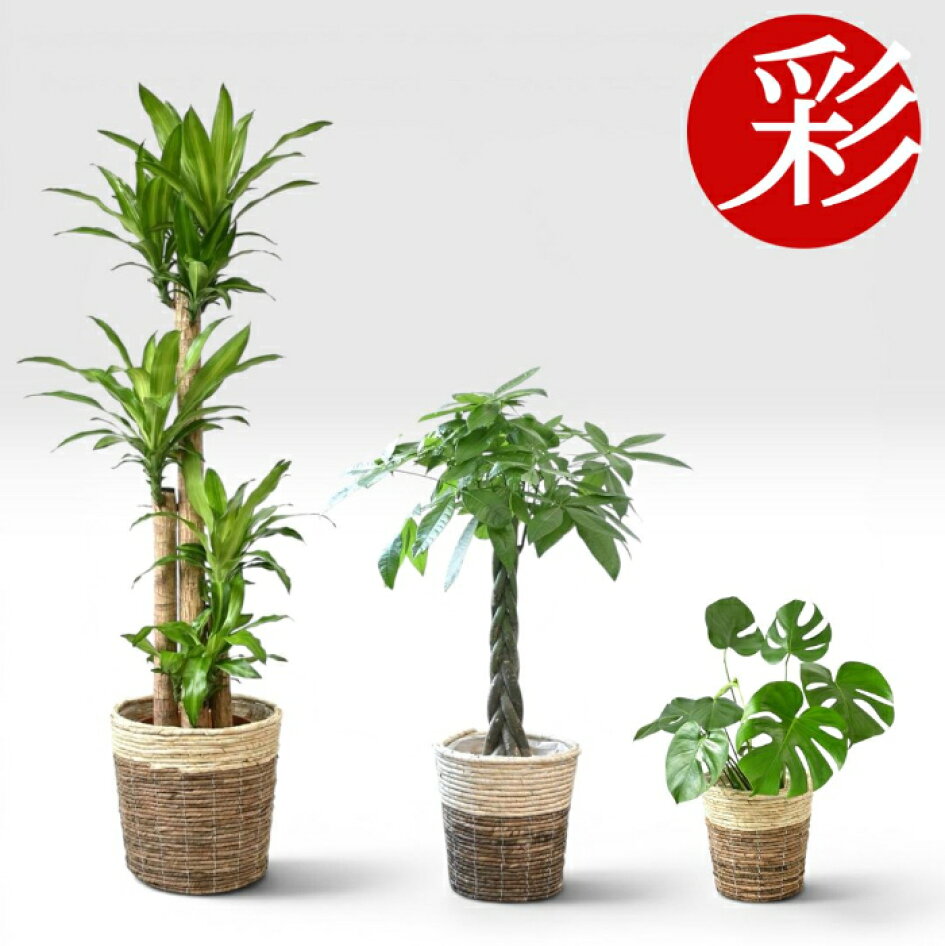 楽天市場 | 観葉植物の専門店 彩植健美 - お得な”セット商品”集めました。