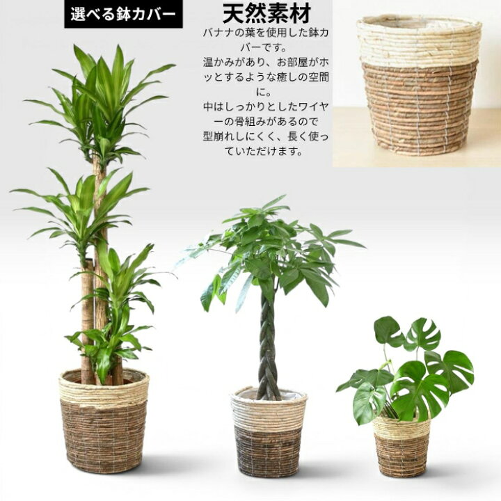 楽天市場】【送料無料】置くだけでプロ仕様！ 観葉植物 3種セット（10 