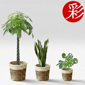 【送料無料】置くだけでプロ仕様！ 観葉植物 3種セット（10号・8号・6号） パキラ サンスベリア モンステラ 鉢カバー付き [選べる鉢/インテリア/新築祝い/開店祝い/大型/中型/小型/おしゃれ/グリーントリオ］