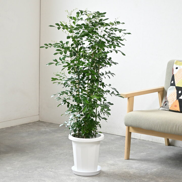 楽天市場】観葉植物 大型 シルクジャスミン 8号鉢 ゲッキツ 