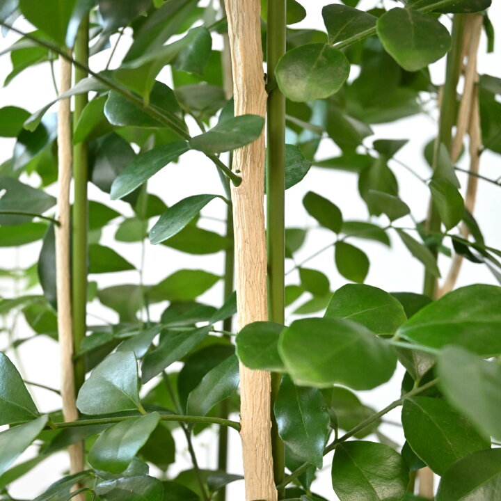 楽天市場】【11日01:59までポイント4倍】観葉植物 大型 シルク 