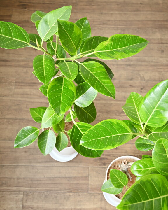 楽天市場 観葉植物 フィカス アルテシーマ バリエガタ 7号鉢 ロングポット プラ鉢 大型 インテリア 人気 おしゃれ 室内 風水 かわいい 開店祝い 移転祝い お祝い 新築祝い 室内 ギフト プレゼント 観葉植物の専門店 彩植健美