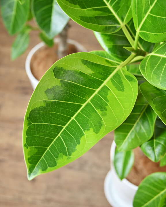 楽天市場 観葉植物 フィカス アルテシーマ バリエガタ 7号鉢 ロングポット プラ鉢 大型 インテリア 人気 おしゃれ 室内 風水 かわいい 開店祝い 移転祝い お祝い 新築祝い 室内 ギフト プレゼント 観葉植物の専門店 彩植健美
