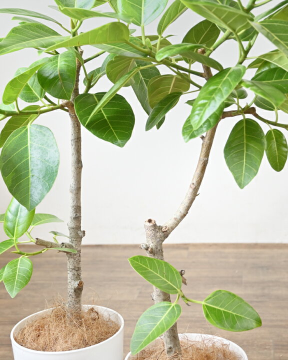 楽天市場 観葉植物 フィカス アルテシーマ バリエガタ 7号鉢 ロングポット プラ鉢 大型 インテリア 人気 おしゃれ 室内 風水 かわいい 開店祝い 移転祝い お祝い 新築祝い 室内 ギフト プレゼント 観葉植物の専門店 彩植健美