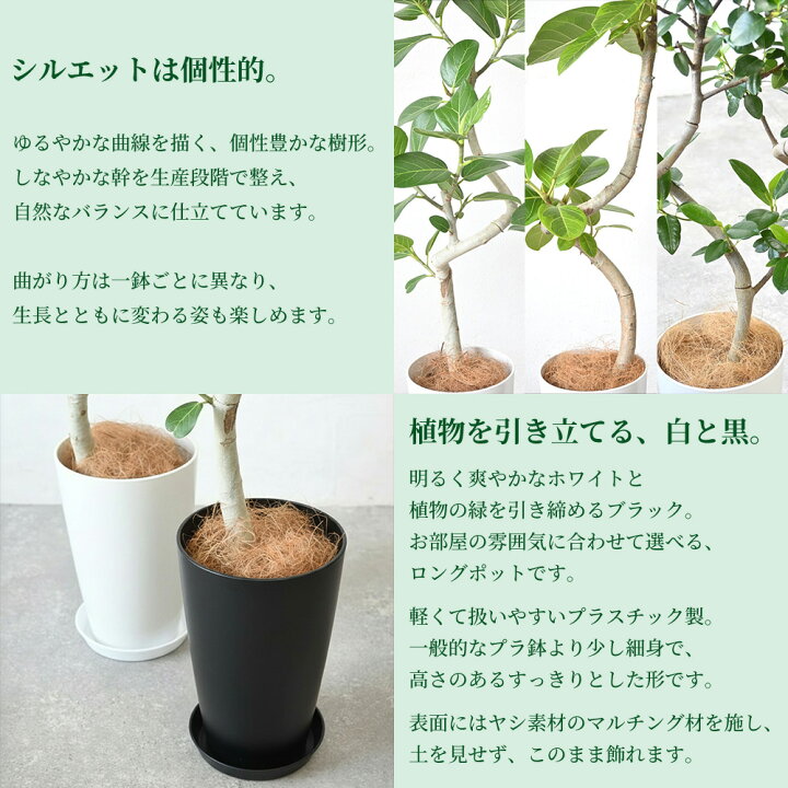 楽天市場】観葉植物 選べる 曲がり樹形 フィカス ベンガレンシス 本物 