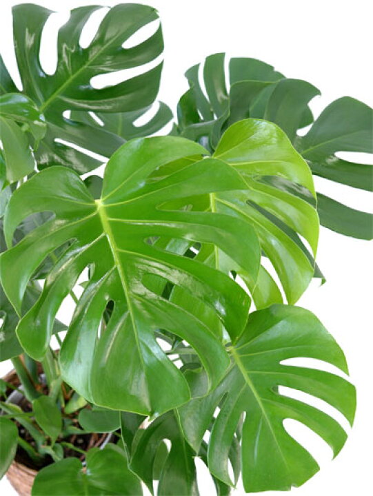 楽天市場】モンステラ 観葉植物 本物 大型 7号鉢 (プレミアム) 観葉 