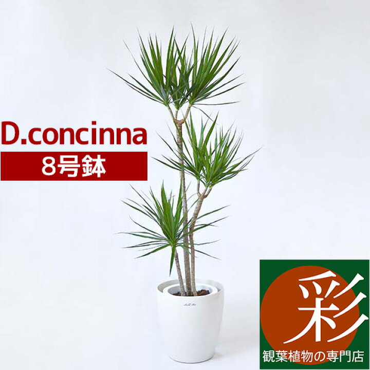楽天市場 観葉植物 ドラセナ コンシンネ 真実の木 8号鉢 インテリア おしゃれ 開店祝い お祝い 新築祝い ドラセナ特集 観葉植物の専門店 彩植健美 楽天市場 観葉植物 ドラセナ コンシンネ 真実の木 8号鉢 インテリア おしゃれ 開店祝い お祝い 新築祝い ドラセナ特集 観葉植物の専門店 彩植健美