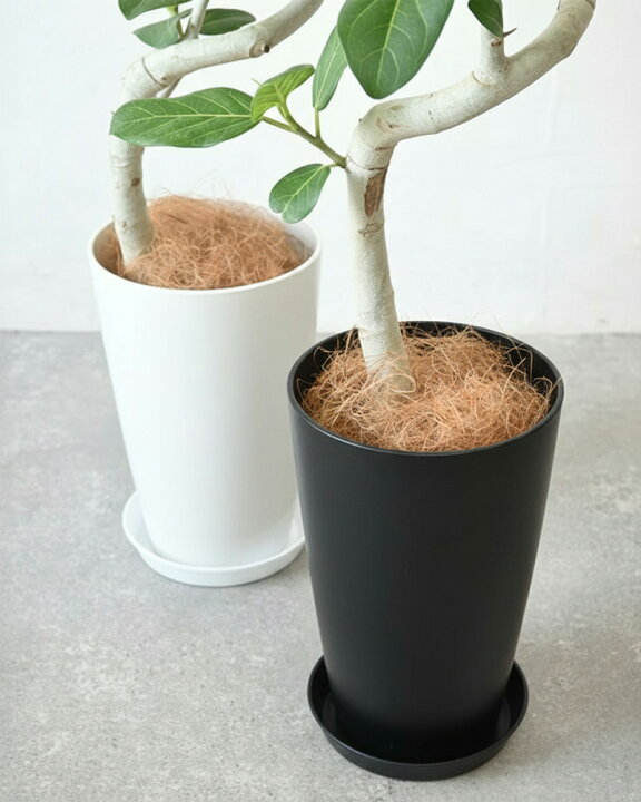 楽天市場】フィカス ベンガレンシス 観葉植物 本物 ベンガルボダイジュ 