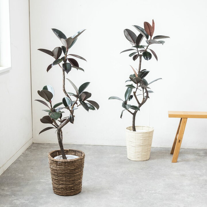 楽天市場】【7日までポイント3倍】観葉植物 フィカス・バーガンディ 7  