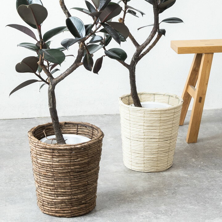 楽天市場】【7日までポイント3倍】観葉植物 フィカス・バーガンディ 7  