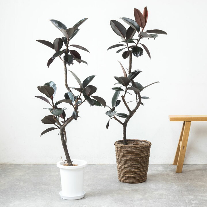 楽天市場】【7日までポイント3倍】観葉植物 フィカス・バーガンディ 7  