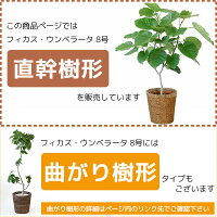 ウンベラータ観葉植物フィカスウンベラータ8号鉢大型インテリアアジアンおしゃれ引越し祝い開店祝い新築祝いお祝い観葉植物フィカス属