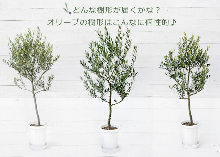楽天市場 屋外用 オリーブ 8号 鉢植え オリーブの木 観葉植物 開店祝いに 苗 鉢植え 大型 ギフト プレゼント 観葉植物の専門店 彩植健美