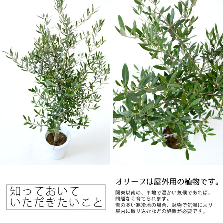 楽天市場 屋外用 オリーブ 8号 鉢植え オリーブの木 観葉植物 開店祝いに 苗 鉢植え 大型 観葉植物の専門店 彩植健美