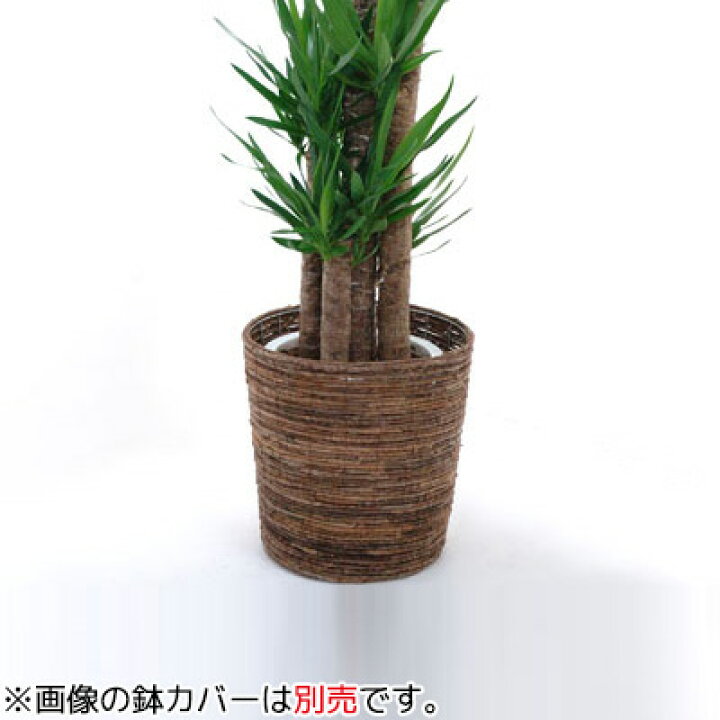 楽天市場 青年の木ユッカ エレファンティペス10号鉢 花言葉は 勇壮 偉大 観葉植物 お祝い 大型 インテリア 開店祝い 観葉植物の専門店 彩植健美