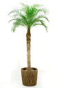観葉植物 フェニックス ロベレニー ヤシの木 10号鉢 大型観葉植物 インテリア 引越し祝い 観葉植物 ヤシの木 父の日