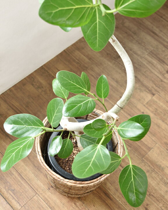 楽天市場】【26日01:59まで最大7%引クーポン配布中】観葉植物 大型 