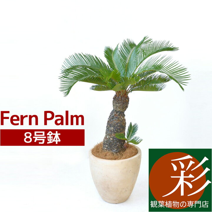 楽天市場 ソテツ 蘇鉄 8号鉢 屋外用 大型 観葉植物 南国 おしゃれ 観葉植物の専門店 彩植健美 楽天市場 ソテツ 蘇鉄 8号鉢 屋外用 大型 観葉植物 南国 おしゃれ 観葉植物の専門店 彩植健美