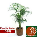 【20周年記念P2倍+最大7%引クーポン配布中】【お取り寄せ】観葉植物 ケンチャヤシ 10号鉢 ヤシの木 鉢カバーオプション 大型 本物 観葉植物 ケンチャ インテリア 開店祝い 移転祝い 新築祝い おしゃれ 引越し祝い 室内 オフィス ギフト プレゼント ケンチャヤシの木