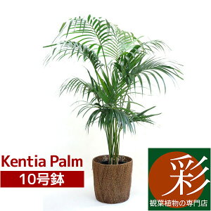 ϗtA P`V 10 V̖ Jo[IvV ^ { ϗtA P` CeA JXj ړ]j Vzj  zj  ItBX Mtg v[g P