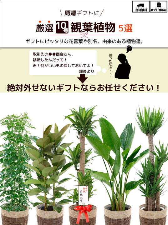 楽天市場 観葉植物 5種類の樹種から選べる 10号 鉢カバー付セット 幸福の木 ストレリチア オーガスタ ユッカ エレファンティペス ホンコンカポック フィカスロブスター インテリア おしゃれ 開店祝い 大型 ゴムの木 観葉植物の専門店 彩植健美