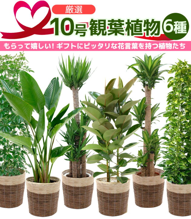 楽天市場 観葉植物 7種類の樹種から選べる 10号 鉢カバー付セット 幸福の木 ストレリチア オーガスタ ユッカ エレファンティペス ホンコンカポック フィカスロブスター ポトスタワー仕立て パキラ インテリア おしゃれ 開店祝い 移転祝い 大型 ゴムの木 室内 ギフト