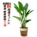 楽天市場 2株仕立てのかわいいストレリチア レギネ花言葉は 輝かしい未来 観葉植物 お祝い ギフトに 白陶器ポット入り インテリア 観葉植物 観葉植物の専門店 彩植健美