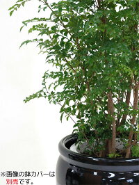 楽天市場 お取り寄せ シマトネリコ10号鉢 大鉢 玄関やベランダに最適 屋外用 観葉植物 大型 インテリア アジアン 植木 観葉植物 母の日 観葉植物の専門店 彩植健美 楽天市場 お取り寄せ シマトネリコ10号鉢 大鉢 玄関やベランダに最適 屋外用 観葉植物 大型 インテリア アジアン 植木 観葉植物 母の日 観葉植物の専門店 彩植健美