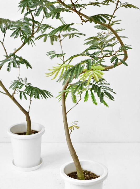 2970円 倉庫 観葉植物 エバーフレッシュ アンティークポット インテリア鉢 御祝 開店祝 新築祝
