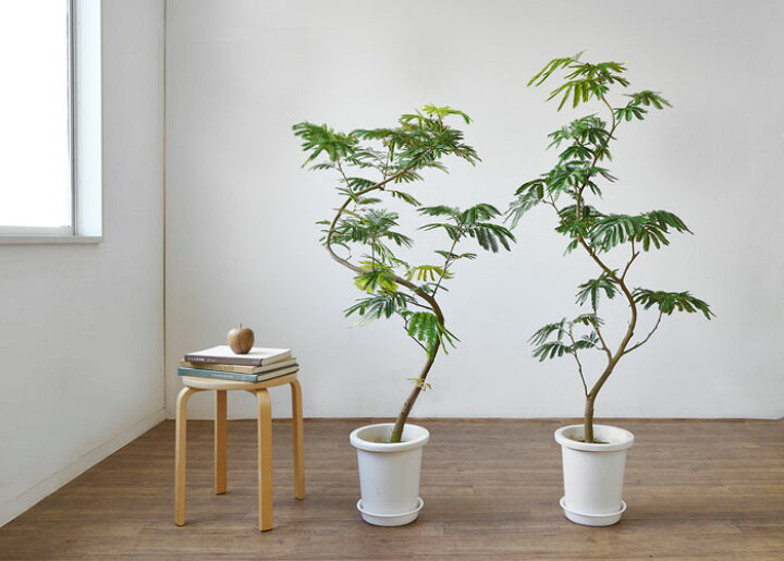 楽天市場】観葉植物 エバーフレッシュ 8号鉢 大型 本物 インテリア 