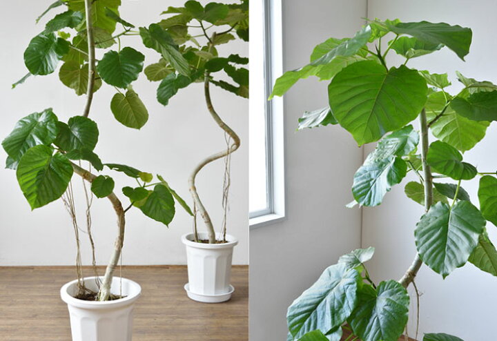 楽天市場】【10日01:59までポイント5倍】観葉植物 大型 ウンベラータ  