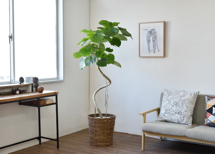 楽天市場 観葉植物 選べる樹形 フィカス ウンベラータ 10号鉢 直幹 曲がり幹 大型 インテリア 開店祝い 移転祝い お祝い 新築祝い おしゃれ インテリア 室内 オフィス ギフト プレゼント 観葉植物の専門店 彩植健美