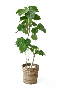 y1101:59܂Ń|Cg2{zϗtA ^ Ex[^ 10 { Iׂ` tBJXEEx[^  Ȃ芲 ϗtA Jo[ʔ CeA JXj ړ]j j Vzj