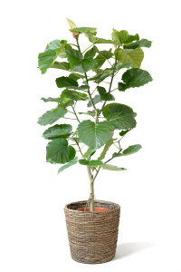 ϗtA ^ Ex[^ 10 { Iׂ` tBJXEEx[^  Ȃ芲 ϗtA Jo[ʔ CeA JXj ړ]j j Vzj  CeA 