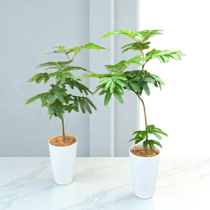 楽天市場】観葉植物 エバーフレッシュ 7号鉢ロングポット 動画あり 